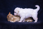 Hund und Katze