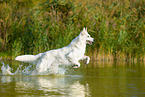 Weier Schweizer Schferhund im Wasser