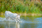 Weier Schweizer Schferhund im Wasser