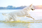 Weier Schweizer Schferhund im Wasser