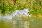 Weier Schweizer Schferhund im Wasser