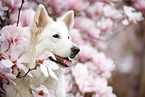 Weier Schweizer Schferhund