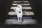 Weier Schweizer Schferhund