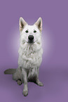 Weier Schweizer Schferhund
