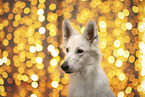 Weier Schweizer Schferhund