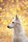 Weier Schweizer Schferhund