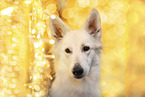 Weier Schweizer Schferhund