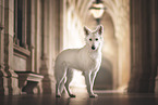 Weier Schweizer Schferhund