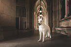 Weier Schweizer Schferhund