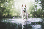 Weier Schweizer Schferhund