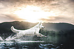 Weier Schweizer Schferhund