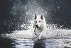 Weier Schweizer Schferhund