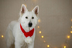 Weier Schweizer Schferhund in Weihnachtsdeko