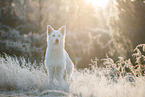 Weier Schweizer Schferhund