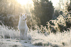 Weier Schweizer Schferhund