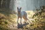 Weier Schweizer Schferhund