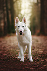 Weier Schweizer Schferhund