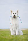 Weier Schweizer Schferhund