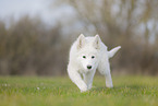 Weier Schweizer Schferhund
