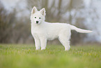 Weier Schweizer Schferhund