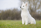 Weier Schweizer Schferhund