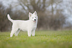 Weier Schweizer Schferhund