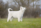 Weier Schweizer Schferhund