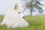 Weier Schweizer Schferhund