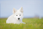 Weier Schweizer Schferhund