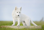 Weier Schweizer Schferhund