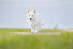 Weier Schweizer Schferhund