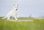 Weier Schweizer Schferhund
