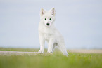Weier Schweizer Schferhund