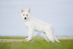 Weier Schweizer Schferhund