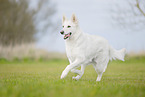 Weier Schweizer Schferhund