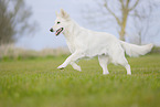 Weier Schweizer Schferhund