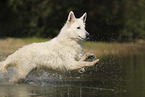 Wei�er Schweizer Sch�ferhund