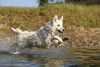 Wei�er Schweizer Sch�ferhund