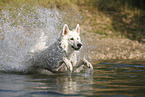 Wei�er Schweizer Sch�ferhund