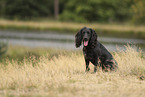 schwarzer Working Cocker Spaniel
