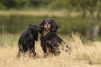 schwarzer Working Cocker Spaniel