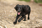 schwarzer Working Cocker Spaniel