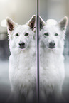 Wei�er Schweizer Sch�ferhund