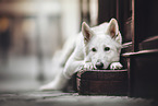 Wei�er Schweizer Sch�ferhund