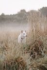Wei�er Schweizer Sch�ferhund