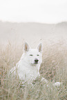 Wei�er Schweizer Sch�ferhund