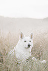 Wei�er Schweizer Sch�ferhund