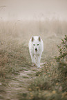 Wei�er Schweizer Sch�ferhund
