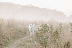 Wei�er Schweizer Sch�ferhund