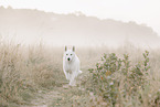 Wei�er Schweizer Sch�ferhund
